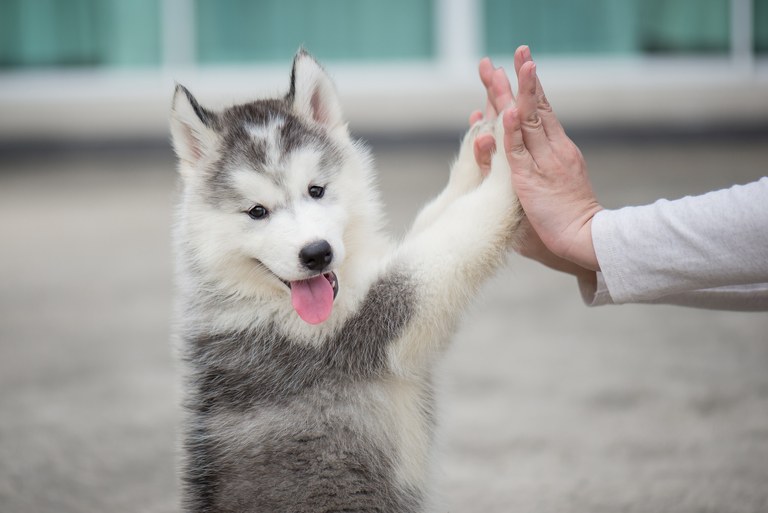 Puppy training helps build a solid and harmonious relationship between dog owner and the dog since it's young.