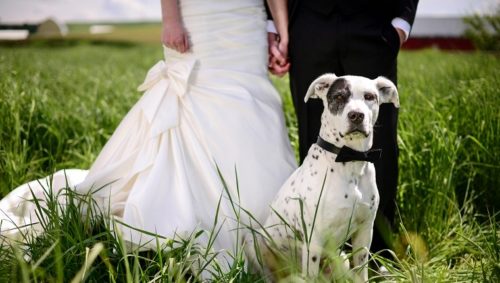 Wedding Pet Care Service